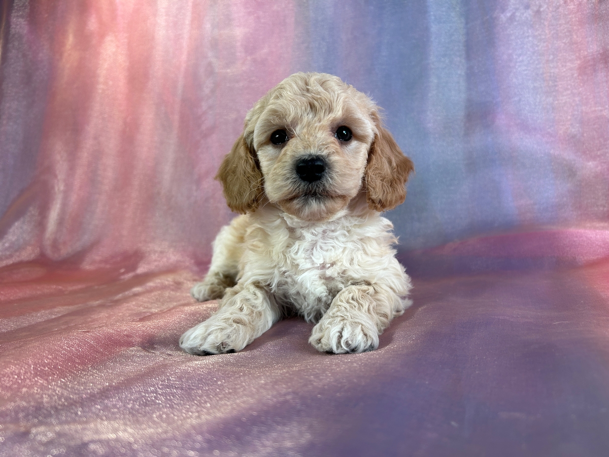 Female Bichon Poodle Puppy for Sale DOB 11-17-2025 $950